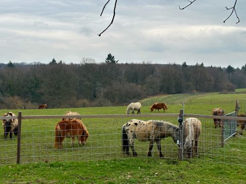 Bungalowpark Landsrade - Camping Gulpen-Wittem - Image N°30