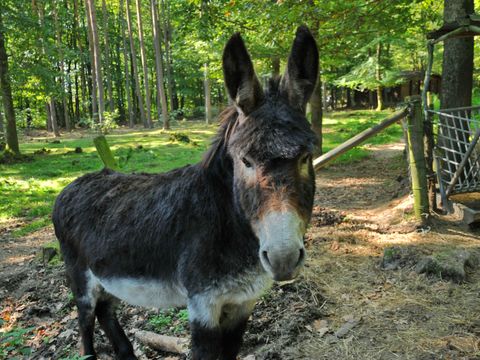 Village de Vacances d Oignies - Camping Hainaut - Image N°5