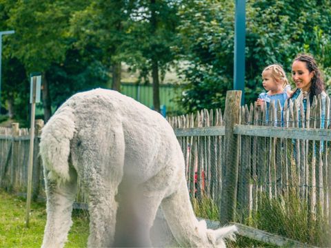 EuroParcs Molengroet - Camping Langedijk