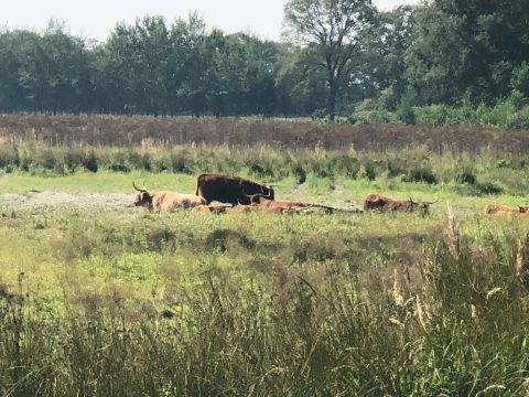 Vakantiepark 't Vosseven - Camping Weert