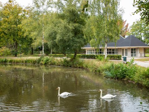 Center Parcs Limburgse Peel - Camping Horst an der Maas - Image N°9