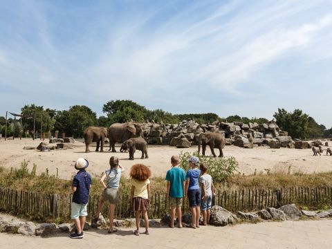 Vakantiepark Dierenbos - Camping Meierijstad - Image N°3