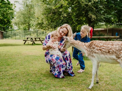 Vakantiepark Dierenbos - Camping Meierijstad - Image N°2