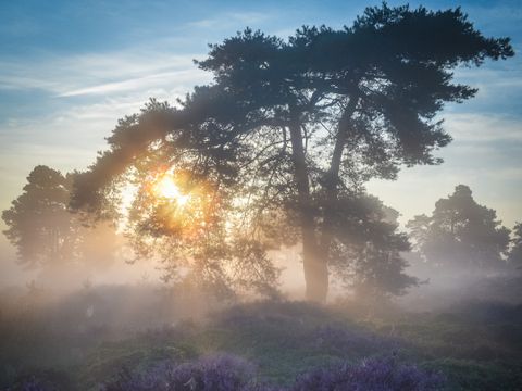Vakantiepark Hölte - Camping Rijssen-Holten - Image N°18