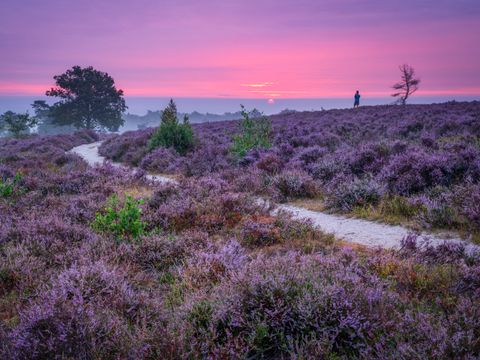 Vakantiepark Hölte - Camping Rijssen-Holten - Image N°16