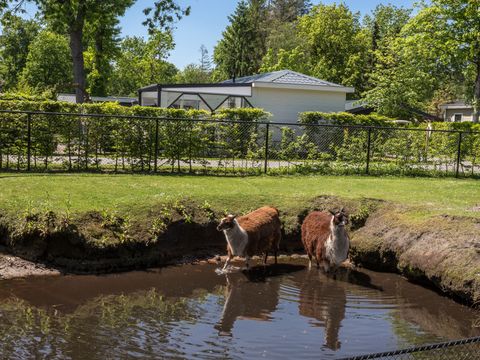 Residence De Eese - Camping Steenwijkerland - Image N°19