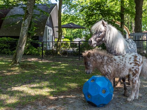 Residence De Eese - Camping Steenwijkerland - Image N°8