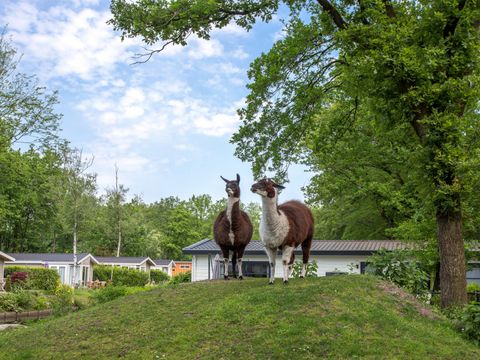 Residence De Eese - Camping Steenwijkerland - Image N°12