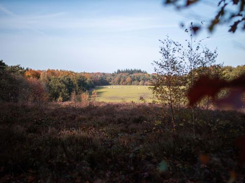 TopParken Landgoed de Scheleberg - Camping Ede - Image N°30