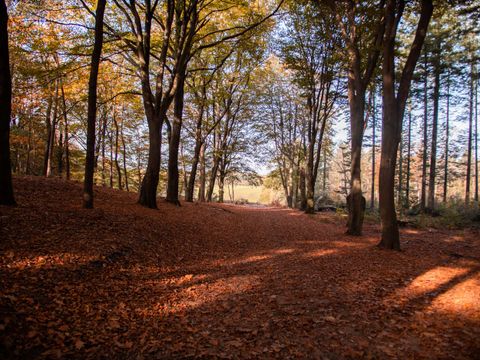TopParken Landgoed de Scheleberg - Camping Ede - Image N°32