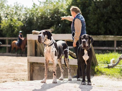 TopParken Landgoed de Scheleberg - Camping Ede