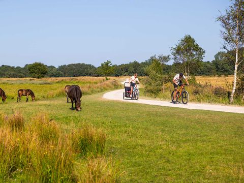 Molecaten Park Wijde Blick - Camping Renesse