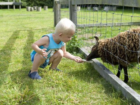 Molecaten Park Wijde Blick - Camping Renesse - Image N°5
