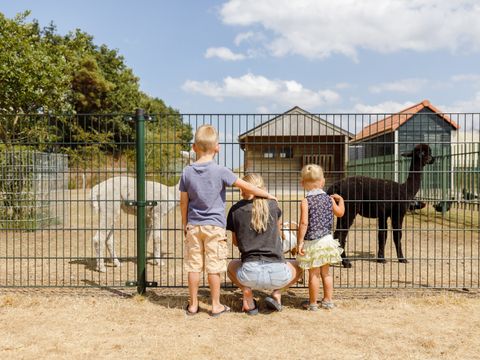 RCN Vakantiepark de Flaasbloem - Camping Goirle - Image N°9