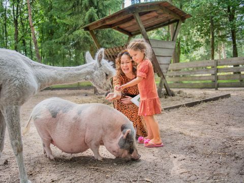 RCN Vakantiepark de Jagerstee - Camping Epe - Image N°2