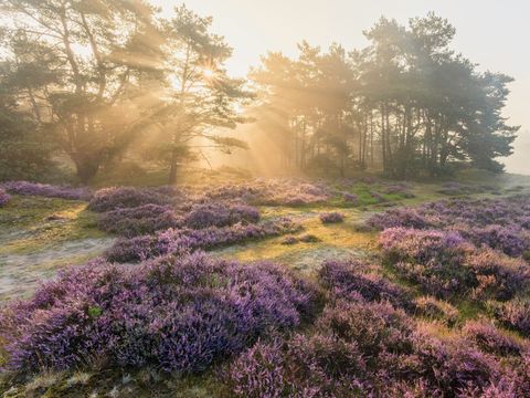 Park Berkenrhode - Camping Ede - Image N°27