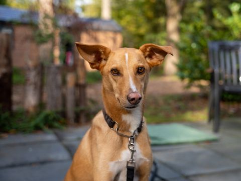 Recreatiepark De Paalberg - Camping Ermelo