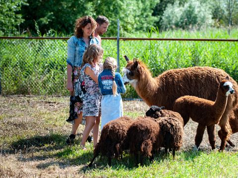 Recreatiecentrum de Vogel - Camping Hulst
