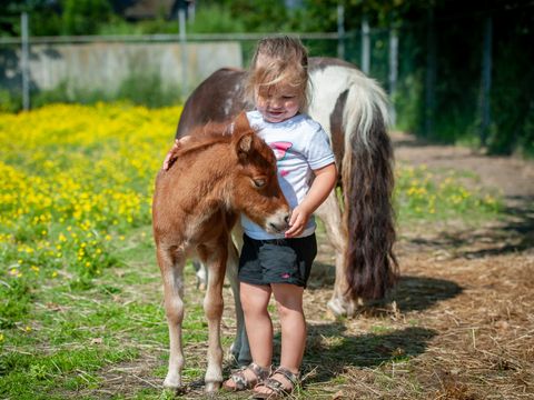 Recreatiecentrum de Vogel - Camping Hulst