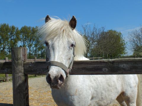 Recreatiecentrum de Vogel - Camping Hulst