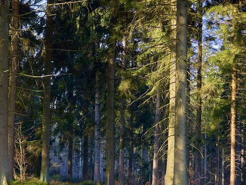 Center Parcs Les Ardennes - Camping Luxembourg - Image N°19