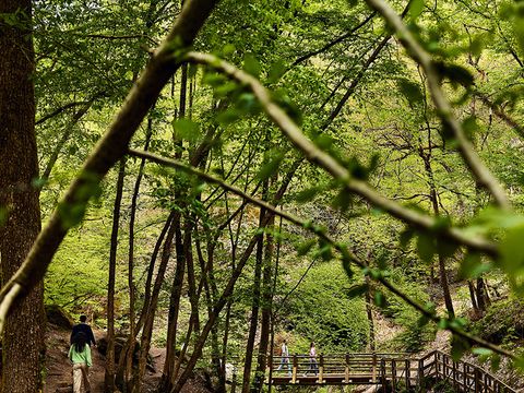 Center Parcs Les Ardennes - Camping Luxembourg