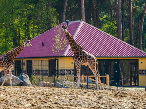 Safari Resort Beekse Bergen - Camping Hilvarenbeek