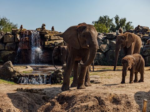 Safari Resort Beekse Bergen - Camping Hilvarenbeek - Image N°5