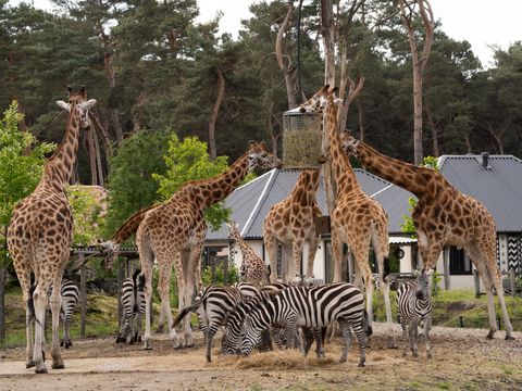 Safari Resort Beekse Bergen - Camping Hilvarenbeek - Image N°5
