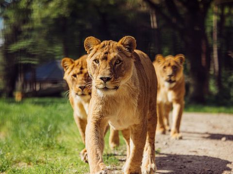 Safari Resort Beekse Bergen - Camping Hilvarenbeek - Image N°4