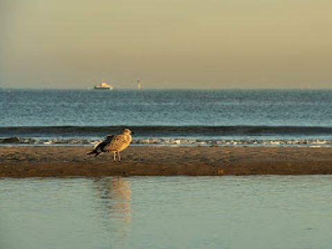 Verblijfpark Beachside - Camping Flandre Occidentale - Image N°37