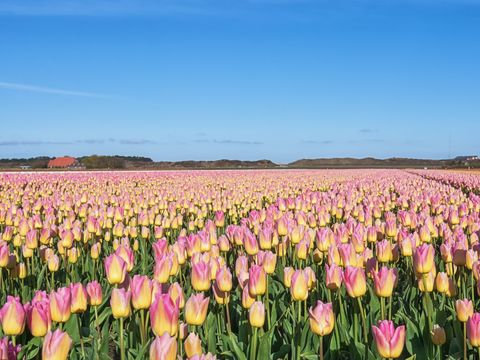 Campanula - Camping Schagen - Image N°12