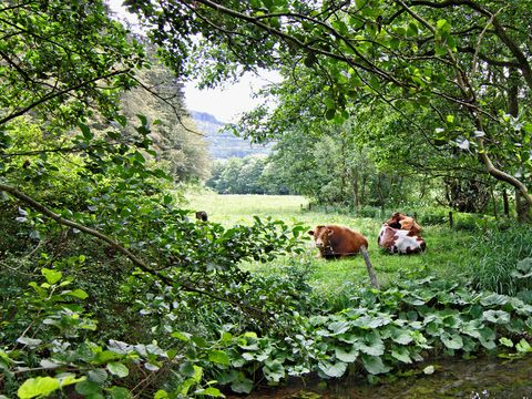 Sonnenhof Willingen - Camping Hesse - Image N°2