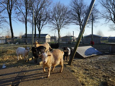 EuroParcs De IJssel Eilanden - Camping Kampen - Image N°17