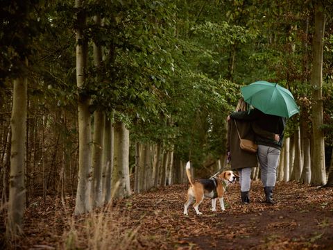 Hofparken Wiltershaar - Camping Winterswijk - Image N°30