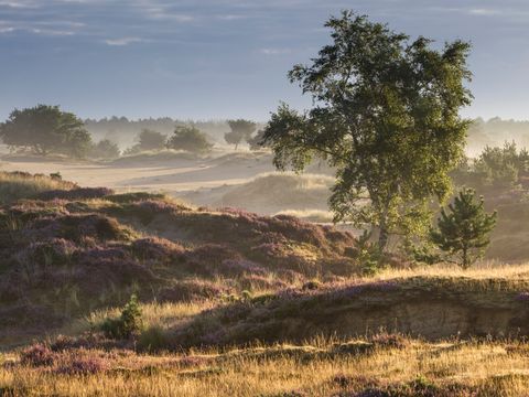 Park Drentheland - Camping Westerveld - Image N°14