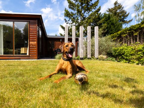 Bungalowpark Het Verscholen Dorp - Camping Harderwijk - Image N°2