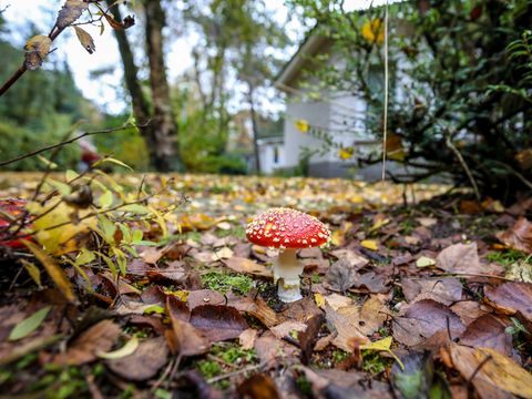 Bungalowpark Het Verscholen Dorp - Camping Harderwijk - Image N°23