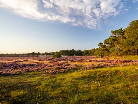 Bungalowpark Het Verscholen Dorp - Camping Harderwijk - Image N°22