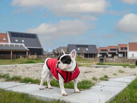 Dormio Nieuwvliet-Bad - Camping Sluis - Image N°2