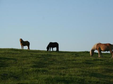 Ferienhof Brockzetel - Camping Basse-saxe - Image N°2