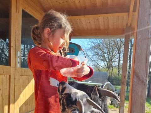 Ferienhof Brockzetel - Camping Basse-saxe - Image N°4