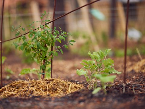 Center Parcs Les Landes de Gascogne - Camping Lot-et-Garonne