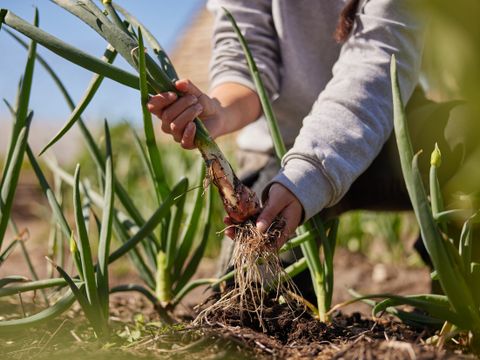 Center Parcs Les Landes de Gascogne - Camping Lot-et-Garonne