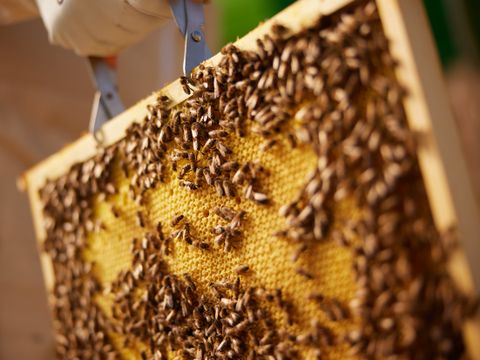 Center Parcs Les Landes de Gascogne - Camping Lot-et-Garonne