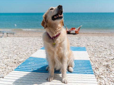 Le Mimose Family Resort - Camping Fermo