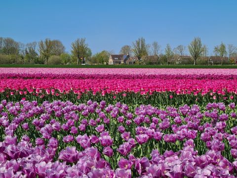Recreatiepark De Wielen - Camping Schagen - Image N°22