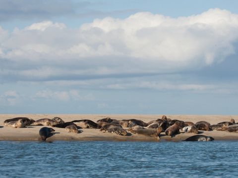 Landal Kaap West - Camping Terschelling - Image N°3