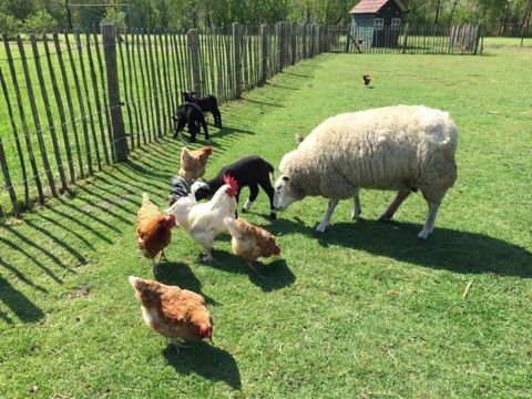 Vodatent Camping de Peelweide  - Camping Venlo - Image N°3