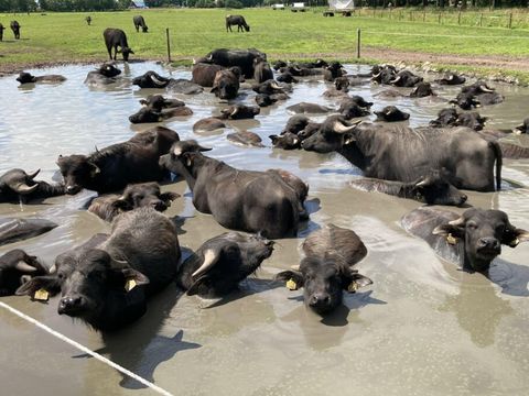 Vodatent Camping de Waterbuffelfarm  - Camping Steenwijkerland - Image N°2